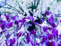 Bunch of purple and white orchids  for Valentine`s day  or Mother day or Woman day post card or wedding Royalty Free Stock Photo