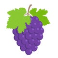 Bunch of purple wine grapes with leaves. Vector flat illustration Royalty Free Stock Photo