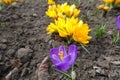 Bunch of purple and yellow flowers of crocuses Royalty Free Stock Photo