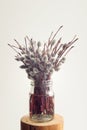 Bunch of willow twigs in glass jar on white background Royalty Free Stock Photo