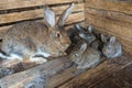 Bunch of rabbits Royalty Free Stock Photo