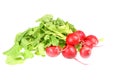 Bunch of radishes. Royalty Free Stock Photo