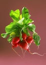 Bunch of radishes Royalty Free Stock Photo