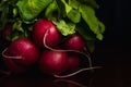 A bunch of radishes with a black background Royalty Free Stock Photo
