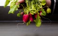 A bunch radishes Royalty Free Stock Photo