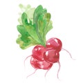 Bunch of radishes