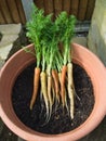 Rainbow F1 carrots after being picked from growing in a pot Royalty Free Stock Photo