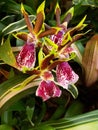 A bunch of rare colorful Orchids Royalty Free Stock Photo