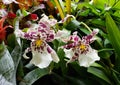 A bunch of rare colorful Orchids Royalty Free Stock Photo