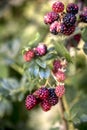 Bunch of raspberries ripening on the branch Royalty Free Stock Photo