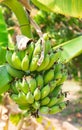 A bunch of raw green bananas on a banana tree in the garden. Royalty Free Stock Photo