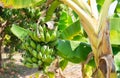 A bunch of raw green bananas on a banana tree in the garden. Royalty Free Stock Photo