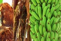 Bunch of raw green bananas growing on banana tree in the agriculture garden Royalty Free Stock Photo