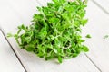 Bunch of raw green herb marjoram on a white wooden table Royalty Free Stock Photo