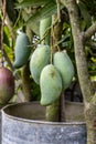 A bunch of raw green mangoes hanging on a young tree Royalty Free Stock Photo
