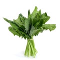 Bunch of raw spinach Royalty Free Stock Photo