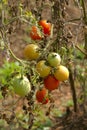 Bunch of raw tomatoes on tree, red, green and orange in color, Khedshivapur, Pune Royalty Free Stock Photo