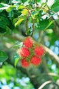 Bunch of Ready to be Harvested Ripe Rambutan Fruits on the Tree Royalty Free Stock Photo