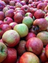 A bunch of red apples. fresh apples on the market shelf Close-up. Royalty Free Stock Photo