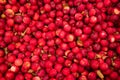 Bunch of red apples (Malus domestica) - suitable for a background Royalty Free Stock Photo