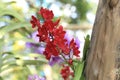 Bunch of red Ascocentrum vanda orchid flower in nature. Royalty Free Stock Photo