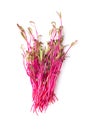 Bunch of fresh red beet microgreens, seedlings of beetroot, from above Royalty Free Stock Photo