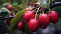 A bunch of red berries with dew drops