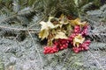 Bunch of berries on firry branches