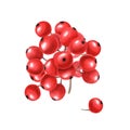 Bunch of red berries. Fresh juicy cranberries, currants, cowberries, rowan berry. Watercolor illustration isolated on white Royalty Free Stock Photo