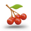 Bunch of red berries with green leaf. Realistic color illustration. Ripe edible berries