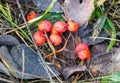 A bunch of red berries on the ground Royalty Free Stock Photo