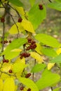 Bunch of red berries from heavenly bamboo, Nandina domestica Royalty Free Stock Photo