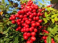 Red berries Nandina or Nandina domestica