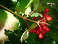 A bunch red berries on a summer day