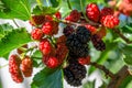 Bunch of red and black mulberries growing on the branch of a tree