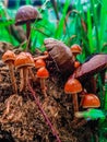 A bunch of red and brown mushrooms on organic matter