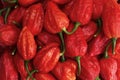 Bunch of red Buht jolokia Royalty Free Stock Photo