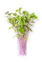 Bunch of red cabbage microgreens, also purple cabbage, red or blue kraut Royalty Free Stock Photo