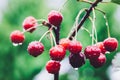 Bunch of red cherries on a branch Royalty Free Stock Photo