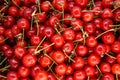 Bunch of red cherries . cherry background