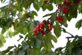 Bunch of red cherries on the tree Royalty Free Stock Photo