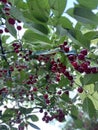Bunch of red cherries on tree branch Royalty Free Stock Photo