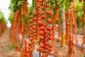 Bunch of red cherry tomato in a greenhouse