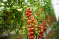 A bunch of red cherry tomato in a greenhouse. Agriculture harvest.