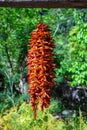 A Bunch of Red Chillis Drying in the sun Royalty Free Stock Photo