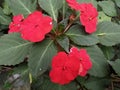 A bunch of red Chinese balsam on a plant wheel balsam close up view