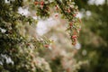 Bunch of red common hawthorns hanging from a tree