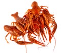 Bunch of red cooked crayfish Royalty Free Stock Photo