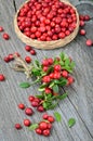 Bunch of red cowberry Royalty Free Stock Photo