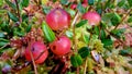 The bunch of red cranberries in the fall in the swamp, close up